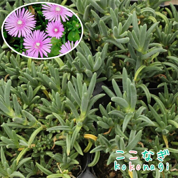 耐寒性マツバギク 12ポットセット 苗 9センチポット 松葉 花苗セット ここなぎ 通販 Yahoo ショッピング