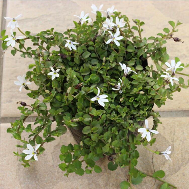 プラティア アングラータ エクボソウ 苗 9センチポット : ここなぎ