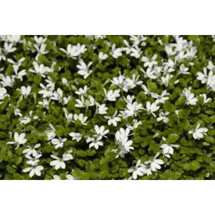 プラティア アングラータ エクボソウ 苗 9センチポット ここなぎ 通販 Yahoo ショッピング