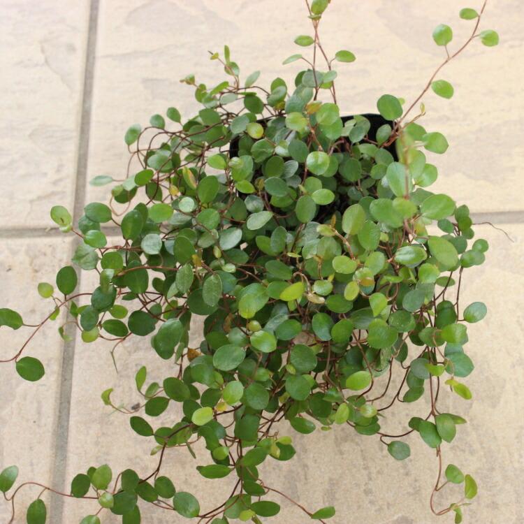 ワイヤープランツ 苗 9センチポット ここなぎ 通販 Yahoo ショッピング