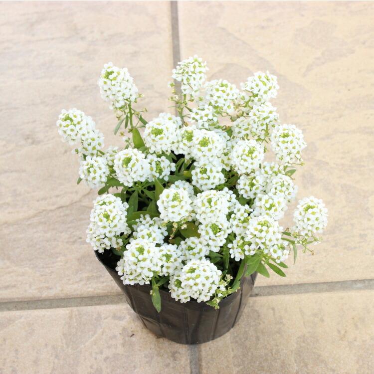 アリッサム　ドライフラワー　ホワイト 957b3bcd077240ca6a2704ae025808