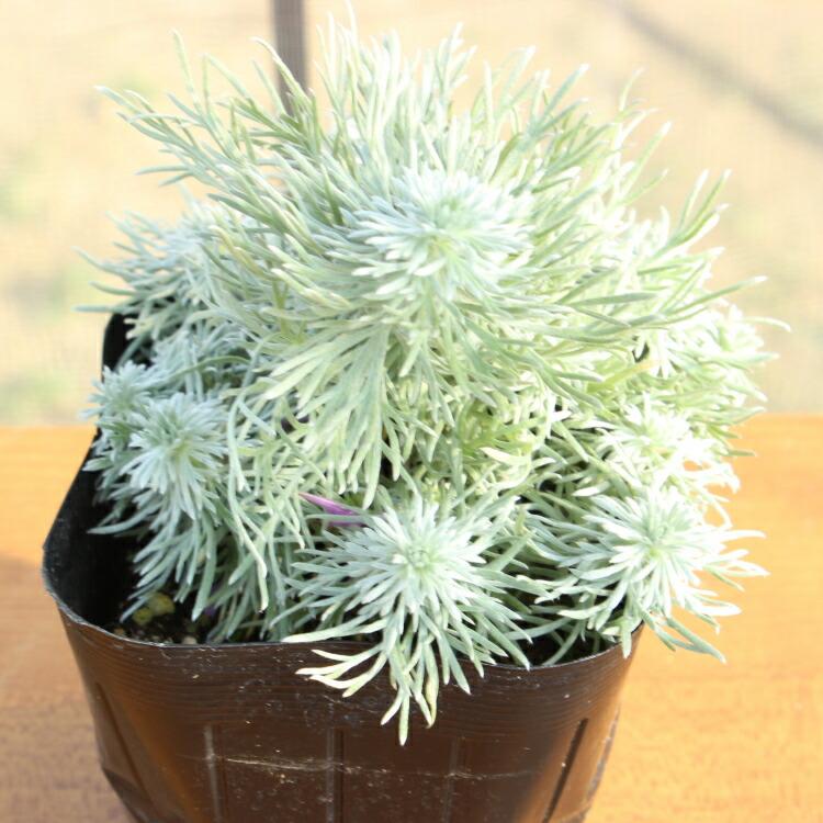 ◇アサギリソウ 朝霧草 苗 9センチポット : ここなぎ - 通販 - Yahoo