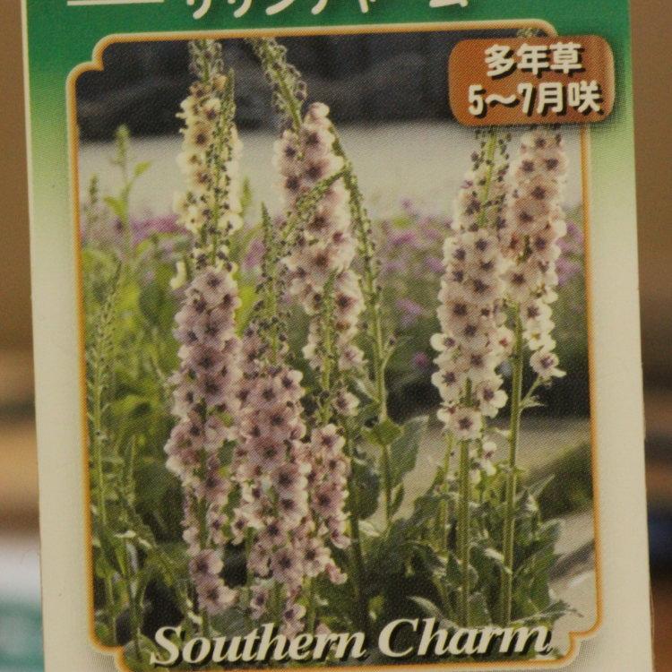 ◆ハーバリウム　340イングリッシュガーデン*.:。✿* バラと華やかな小花たち イングリッシュガーデンに バーバスカム サザンチャーム 9センチポット