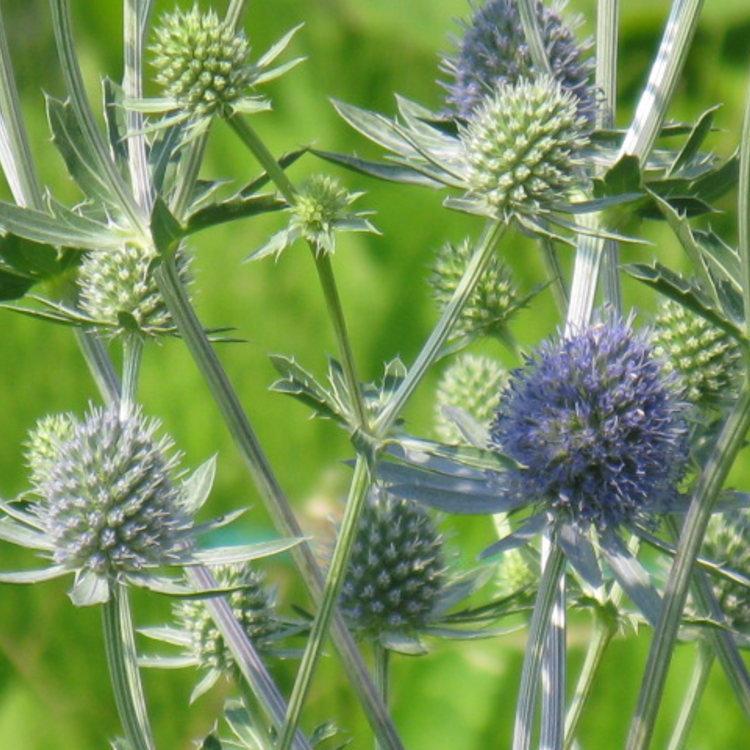 エリンジューム （マツカサアザミ 薊）高性 9センチポット 3号 : ここ