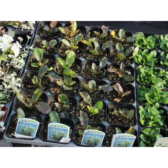 エリンジューム （マツカサアザミ 薊）高性 9センチポット 3号 : ここ