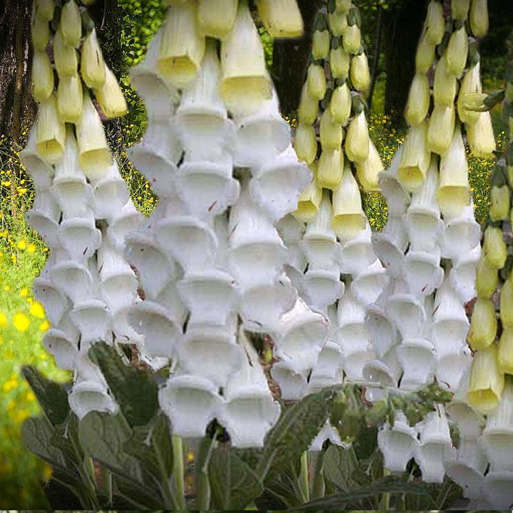 １ｍの白い花の柱 ジギタリス スノーティンブル スノーシンブル 9センチポット 3号 ここなぎ 通販 Yahoo ショッピング