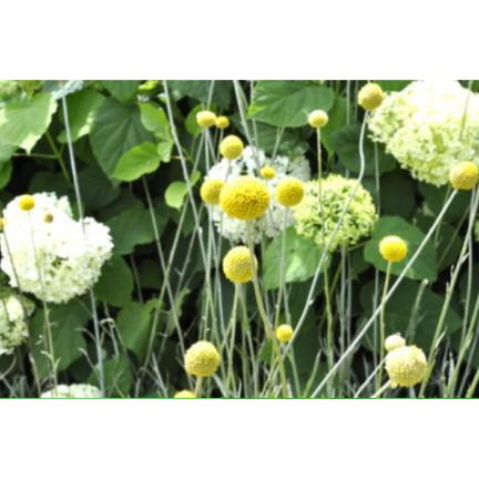 これ、花なんです。クラスペディア ゴールデンスティック 9センチ