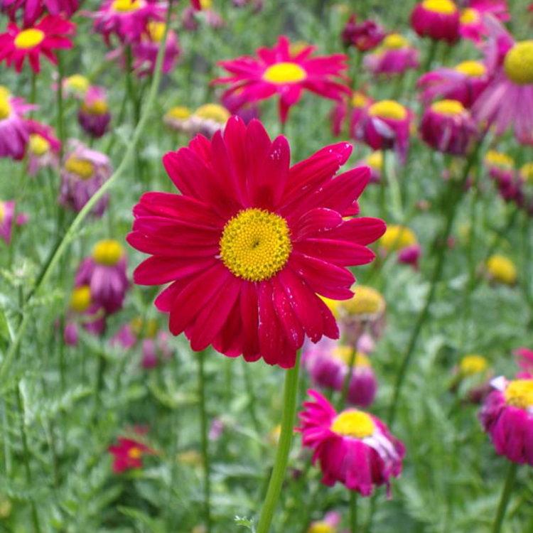 ジョチュウギク 除虫菊 赤 9センチポット ３号 ここなぎ 通販 Yahoo ショッピング