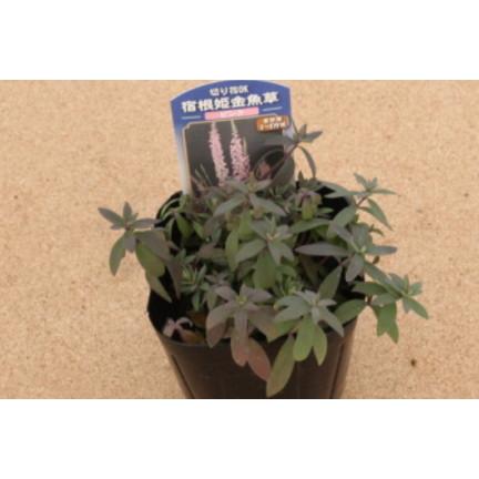 宿根リナリア（ヒメキンギョソウ） プルプレア ピンク 姫金魚草 ひめ