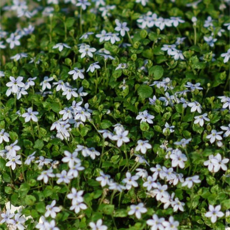 スターラベンダー プラティア エクボソウ ライトブルー ９センチポット 3号 ここなぎ 通販 Yahoo ショッピング