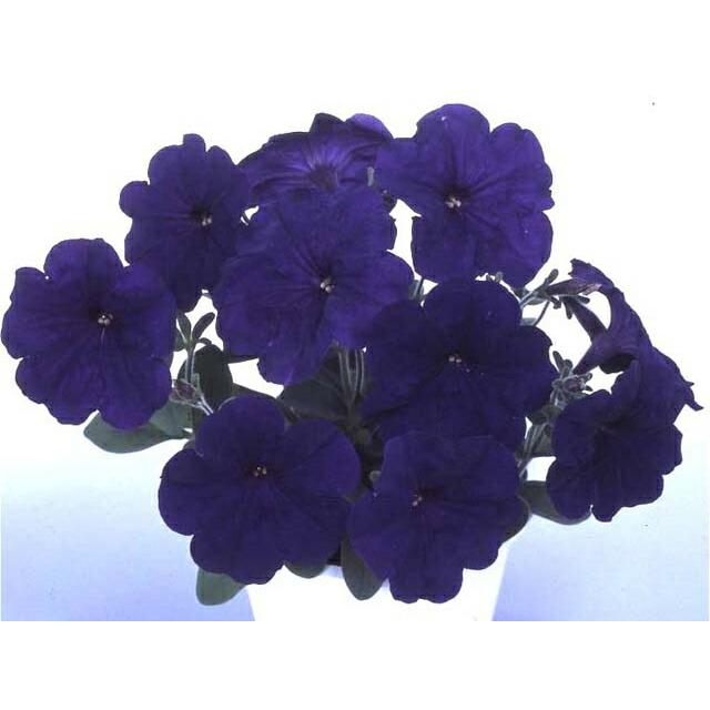 ペチュニア ブルー 中輪系 マルチフローラ系 苗 9センチポット 3号 ここなぎ 通販 Yahoo ショッピング