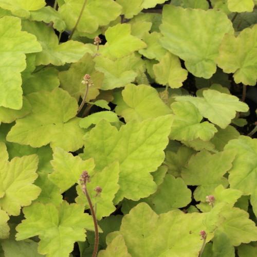 ティアレラ シルベラード 9センチポット 3号 : ここなぎ - 通販