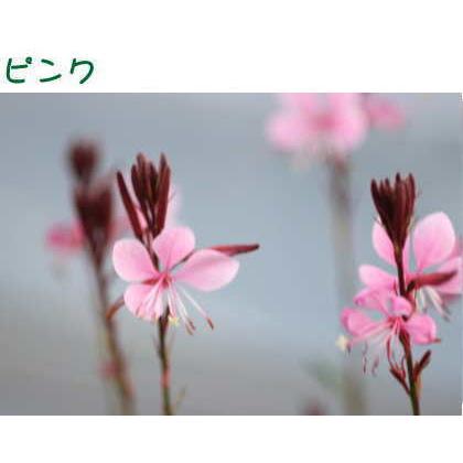 ガウラ 白蝶草 ベレーザシリーズ 3 5号 10 5cmポット ここなぎ 通販 Yahoo ショッピング