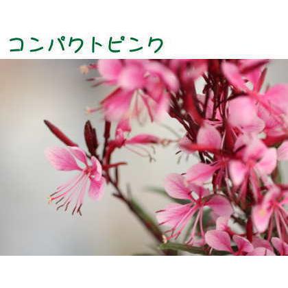 ガウラ 白蝶草 ベレーザシリーズ 3 5号 10 5cmポット ここなぎ 通販 Yahoo ショッピング