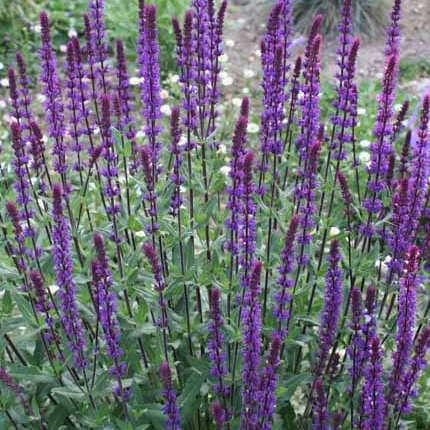 サルビア コスミックブルー ９センチポット 3号 ここなぎ 通販 Yahoo ショッピング