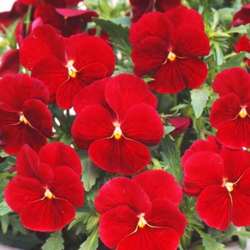 予約販売 パンジー よく咲くスミレ クランベリー 10 5cmポット 3 5号 パンジー ビオラ フラワー 花 ガーデニング 花壇 苗 秋苗 冬苗 春苗 寄せ植え ここなぎ 通販 Yahoo ショッピング