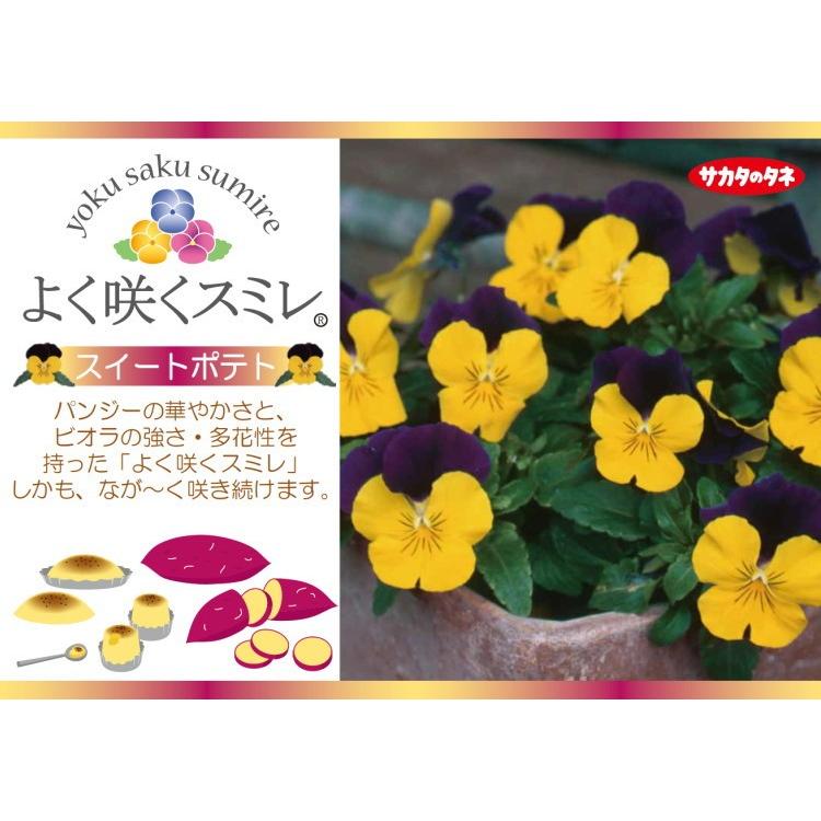 パンジー よく咲くスミレ スイートポテト 10 5cmポット 3 5号 パンジー ビオラ フラワー 花 ガーデニング 花壇 秋苗 冬苗 春苗 寄せ植え 庭 ここなぎ 通販 Yahoo ショッピング