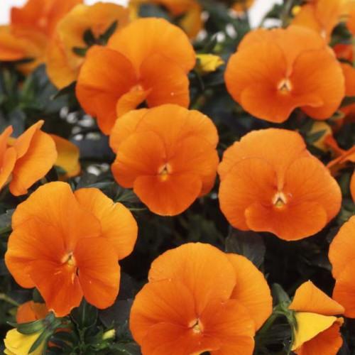 予約販売 パンジー よく咲くスミレ マーマレード 10 5cmポット 3 5号 パンジー ビオラ フラワー 花 ガーデニング 花壇 苗 秋苗 冬苗 春苗 寄せ植え ここなぎ 通販 Yahoo ショッピング