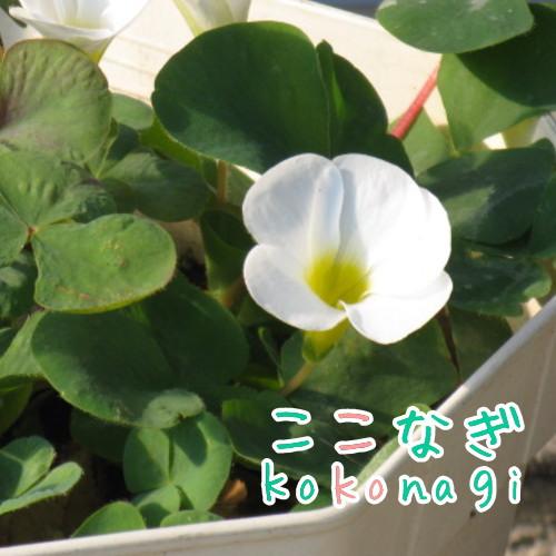 冬咲き オキザリス バリアビリス ホワイト 苗 9センチポット : ここ