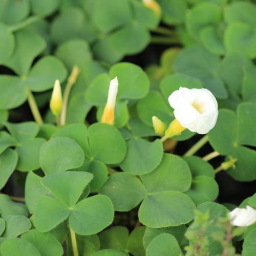 冬咲き オキザリス バリアビリス ホワイト 苗 9センチポット : ここ