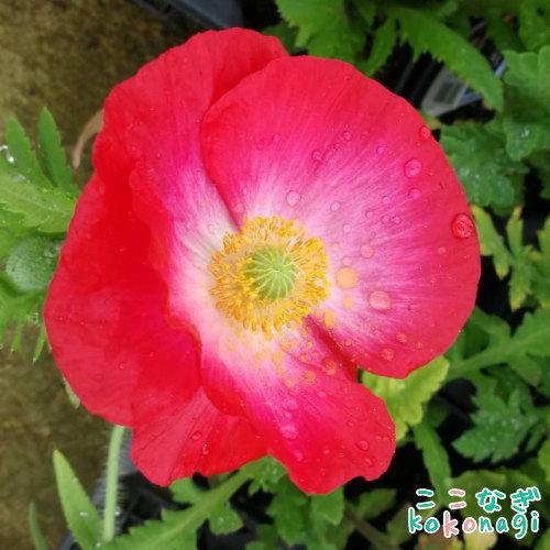 シャーレポピー ヒナゲシ 虞美人草 苗 9センチポット 3号 ここなぎ 通販 Yahoo ショッピング