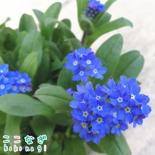 ワスレナグサ ブルー 勿忘草 忘れな草 苗 9センチポット 3号 : ここ