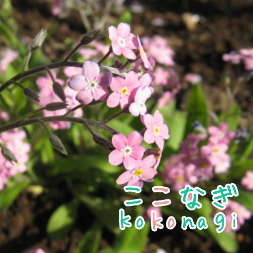 ワスレナグサ ピンク 勿忘草 忘れな草 苗 9センチポット 3号 : ここ