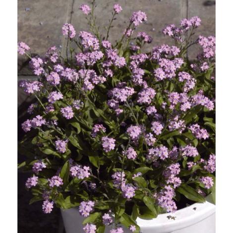 ワスレナグサ ピンク 勿忘草 忘れな草 苗 9センチポット 3号 : ここ