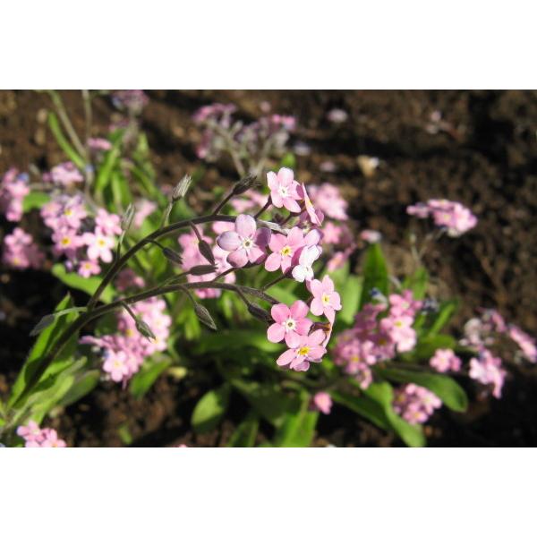 ワスレナグサ ピンク 勿忘草 忘れな草 苗 9センチポット 3号 : ここ