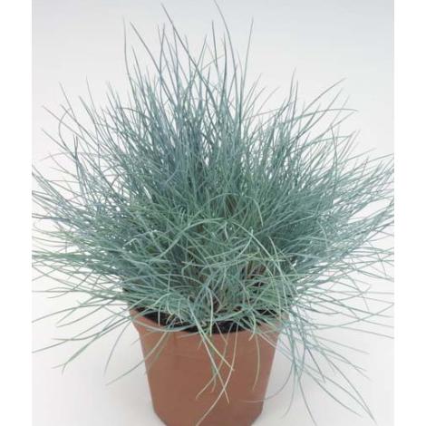 フェスツカ グラウカ 苗 9センチポット 3号 ここなぎ 通販 Yahoo ショッピング