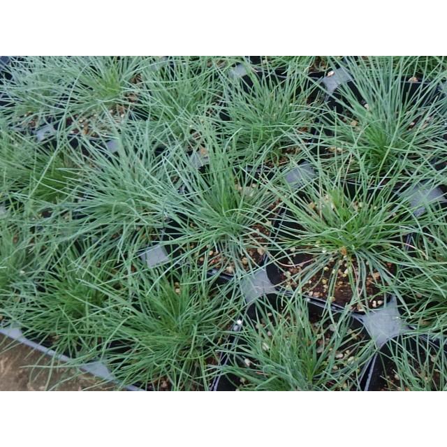 フェスツカ グラウカ 苗 9センチポット 3号 ここなぎ 通販 Yahoo ショッピング