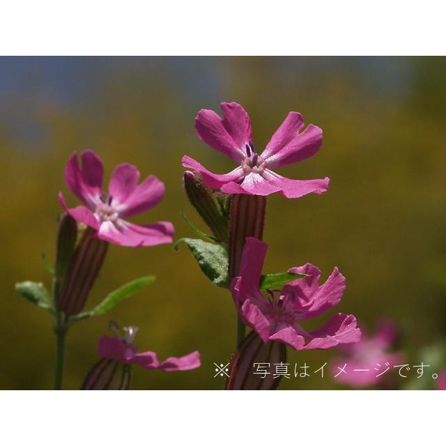 シレネ ペンジュラ セリーナ サクラギソウ 苗 9センチポット 3号 ここなぎ 通販 Yahoo ショッピング