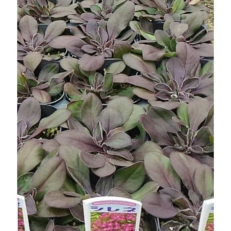 シレネ 花の苗 の商品一覧 苗 花 ガーデニング 通販 Yahoo ショッピング