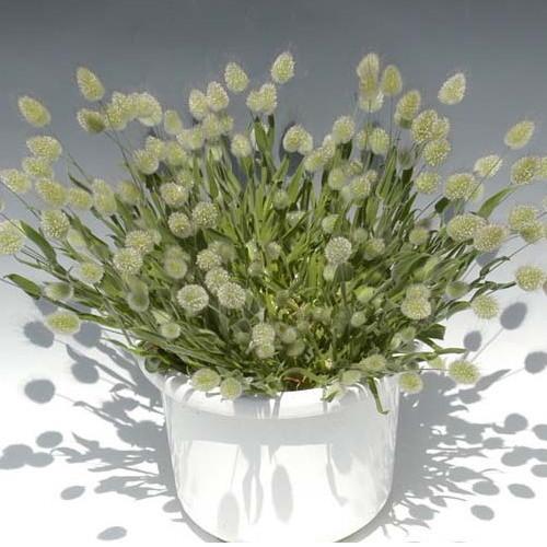 ラグラス オバタス バニーテール 苗 9センチポット 3号 : ここなぎ