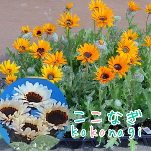 ベニジューム（寒咲蛇の目菊）オレンジ／ホワイト 苗 選べる2色 9