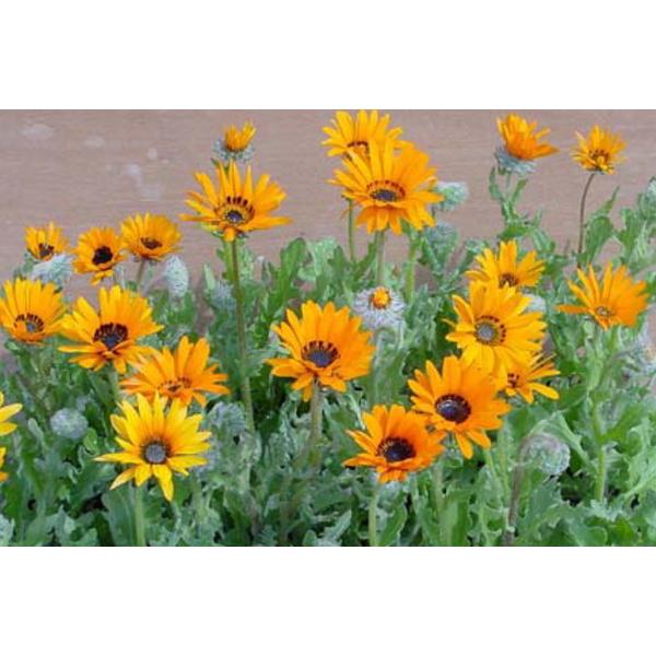 ベニジューム（寒咲蛇の目菊）オレンジ／ホワイト 苗 選べる2色 9