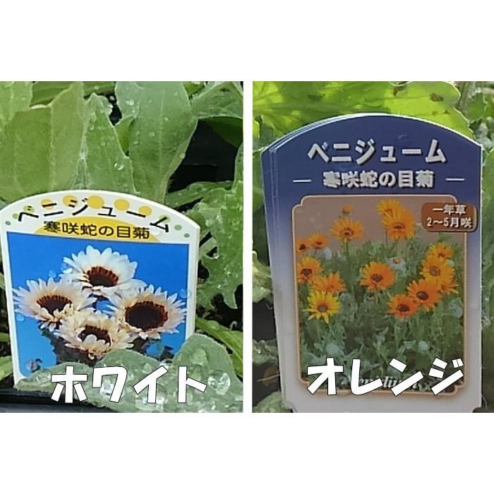 ベニジューム（寒咲蛇の目菊）オレンジ／ホワイト 苗 選べる2色 9