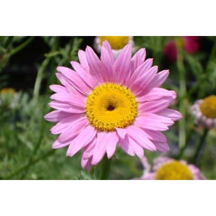 ジョチュウギク 除虫菊 ピンク 9センチポット ３号 ここなぎ 通販 Yahoo ショッピング