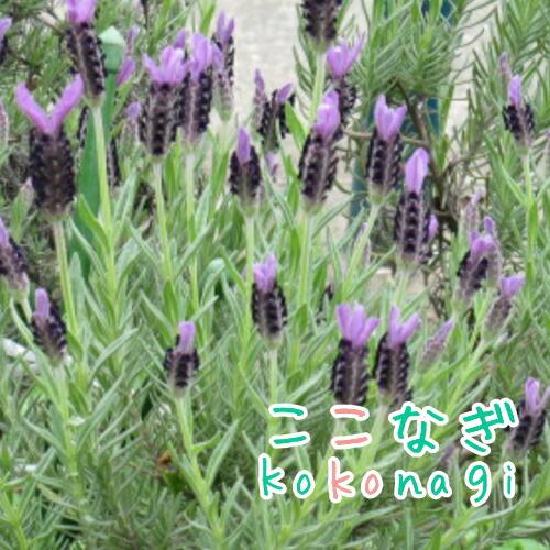 かわいい花姿 フレンチラベンダー 9センチポット 3号 ここなぎ 通販 Yahoo ショッピング