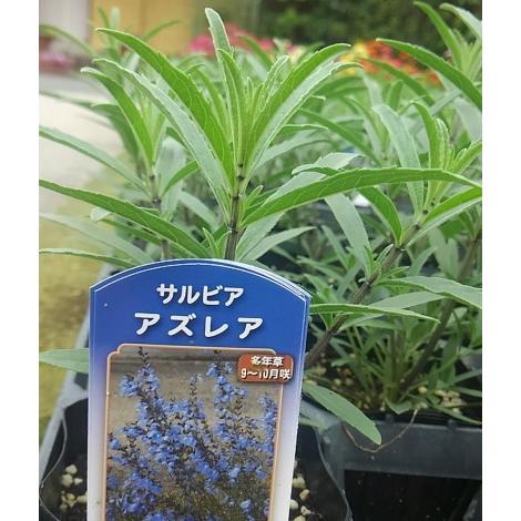 アビウ鉢植え 特大 110センチ 3-1 花芽 アビウ鉢植え特大110センチ3-1 花芽