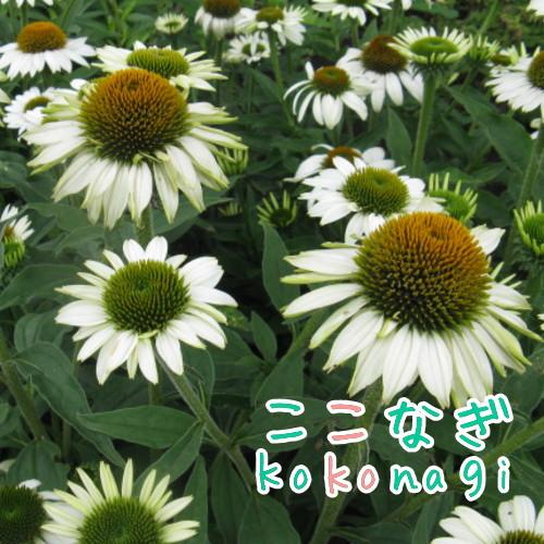 エキナセア ホワイト(コンパクト系) 花苗 9センチポット 3号 : ここ
