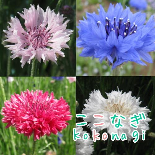 ヤグルマソウ ヤグルマギク ４色 草丈30センチ程度 中性種 9センチポット 3号 ここなぎ 通販 Yahoo ショッピング