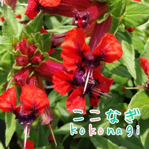 クフェア タイニーマイス 9センチポット 3号 ここなぎ 通販 Yahoo ショッピング