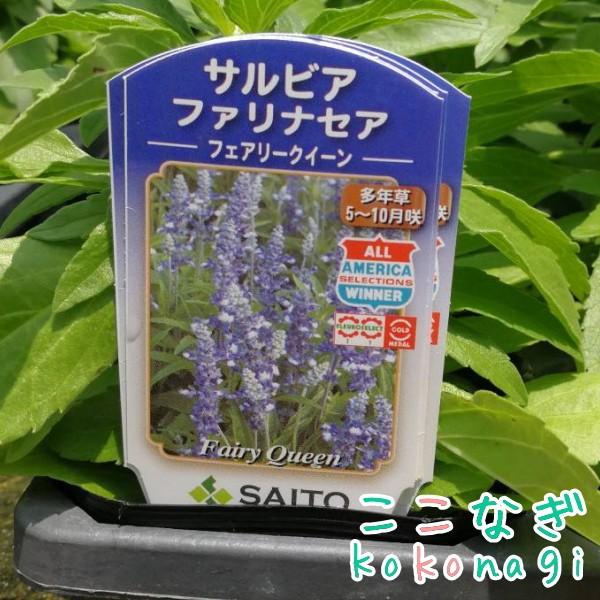 サルビア ファリナセア ストラータ 苗 9cmポット 3号 : ここなぎ