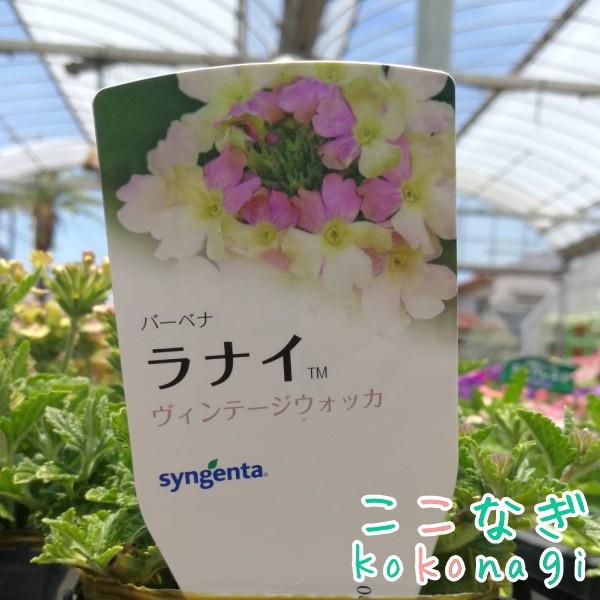 バーベナ ラナイ ヴィンテージウオッカ 10 5センチポット 3 5号 05p26mar16 ここなぎ 通販 Yahoo ショッピング