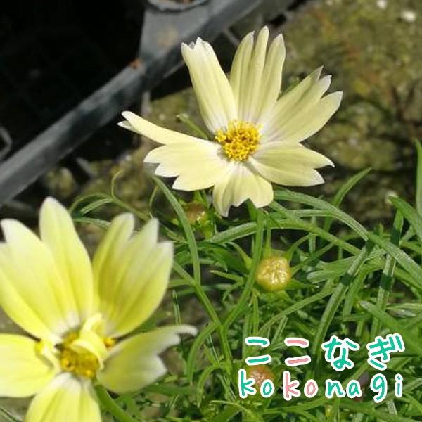 矮性コスモス ザントス パステルイエロー 苗 10 5センチポット 3 5号 ここなぎ 通販 Yahoo ショッピング