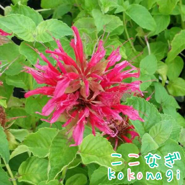 ベルガモット モナルダ 苗 9センチポット 3号 ここなぎ 通販 Yahoo ショッピング