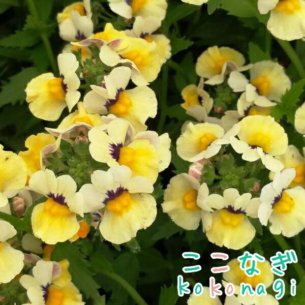 宿根ネメシア ネシアシリーズ サンシャイン 苗 9センチポット : ここ