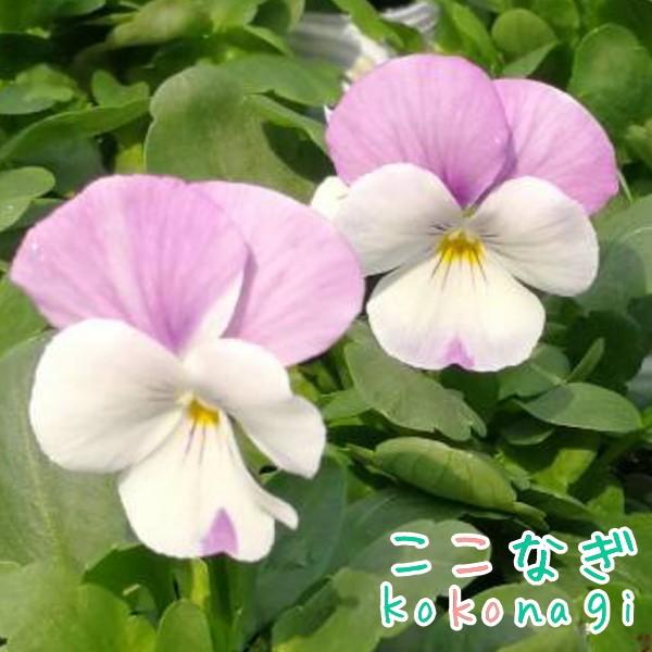 オリジナルビオラ ｓｓセレクション ローズホワイト 10 5cmポット 3 5号 パンジー フラワー 花 ガーデニング 花壇 苗 秋苗 冬苗 春苗 ここなぎ 通販 Yahoo ショッピング