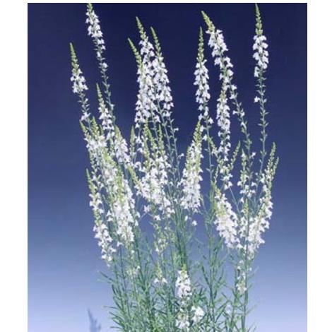 宿根リナリア（ヒメキンギョソウ） プルプレア アルバ 姫金魚草 ひめ  